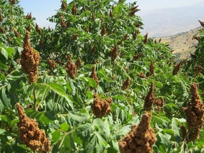 باغ سماق سردشت- با -۷۰۰ هکتار-باغ-سماق- قطب -تولید- این -محصول- در- منطقه- است