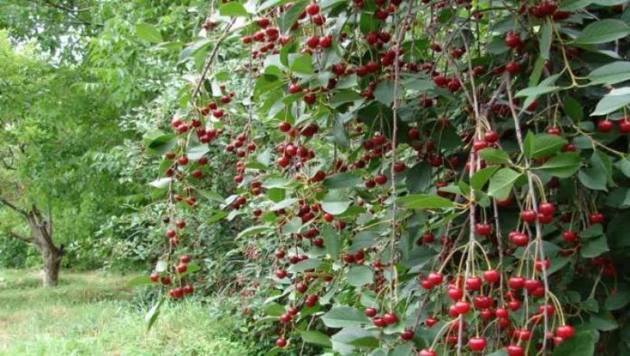 برداشت آلبالو از باغهای آذربایجان غربی برداشت بیش از ۱۹ هزار تن آلبالو از باغهای آذربایجانغربی