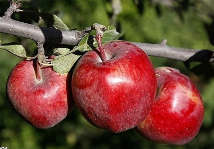 ۳۰ درصد سیب درختی کشور درآذربایجان‌غربی تولید می‌شود