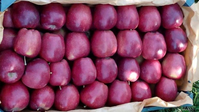۸۵۰ هزار تن سیب درختی در آذربایجان‌غربی ذخیره شد 