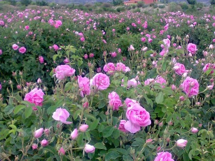 برداشت گل محمدی از گلستان های آذربایجان غربی آغاز شد برداشت گل محمدی از گلستانهای آذربایجان غربی آغاز شد