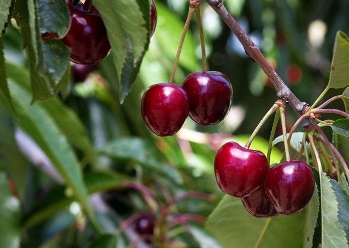 سالانه ۱۰ هزار تن گیلاس از آذربایجان غربی صادر می شود 