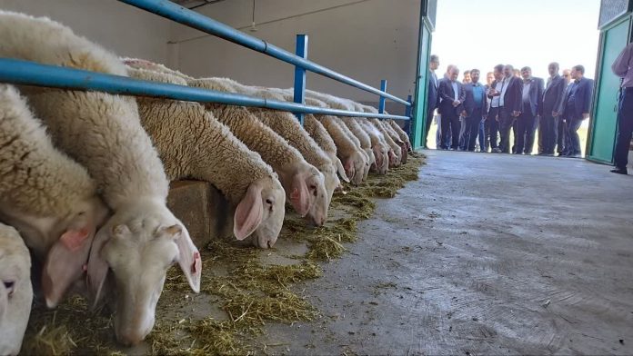 اولین طرح سه هزار راسی پرورش گوسفند داشتی پر تولید دو منظوره در ارومیه به بهره برداری رسید