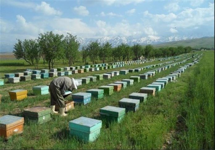 بیش از ۶ هزار و ۵۰۰ زنبورستان در آذربایجان غربی