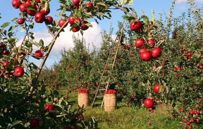 اشتغال بیش از ۶۵ هزار بهره بردار در باغات سیب آذربایجان غربی