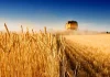 رکورد تولید و خرید تضمینی گندم در آذربایجان غربی برای دومین سال متوالی شکسته شد رکورد تولید و خرید تضمینی گندم در آذربایجان غربی برای دومین سال متوالی شکسته شد