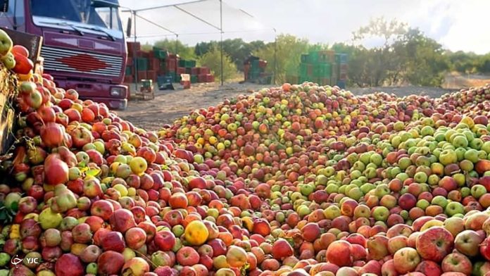 خرید ۳۰۶ هزار تن سیب صنعتی در آذربایجان غربی