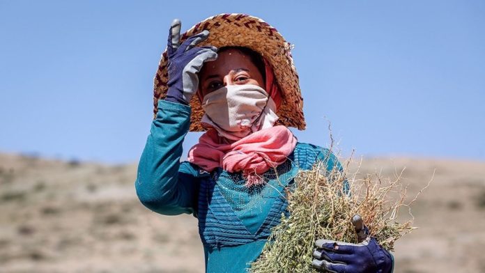 ۴ هزار و ۴۶۱ نفر در آذربایجان غربی عضو صندوق زنان روستایی هستند