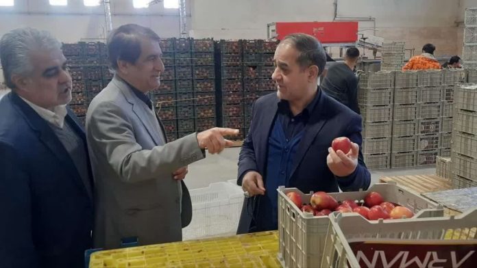 نظارت ویژه میدانی بر وضعیت تنظیم بازار میوه شب عید در کشور نظارت ویژه میدانی بر وضعیت تنظیم بازار میوه شب عید در کشور