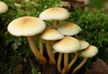 هشدار درباره مسمومیت با قارچهای وحشی در بهار؛ تهدیدی پنهان در دل طبیعت هشدار درباره مسمومیت با قارچهای وحشی در بهار؛ تهدیدی پنهان در دل طبیعت