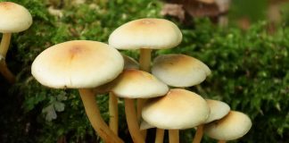 هشدار درباره مسمومیت با قارچهای وحشی در بهار؛ تهدیدی پنهان در دل طبیعت هشدار درباره مسمومیت با قارچهای وحشی در بهار؛ تهدیدی پنهان در دل طبیعت