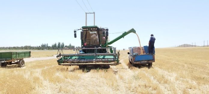 آغاز برداشت خوشه های طلایی گندم در بیش از ۴۰۰ هزار هکتار از گندمزارهای آذربایجان غربی آغاز برداشت خوشه های طلایی گندم در بیش از ۴۰۰ هزار هکتار از گندمزارهای آذربایجان غربی