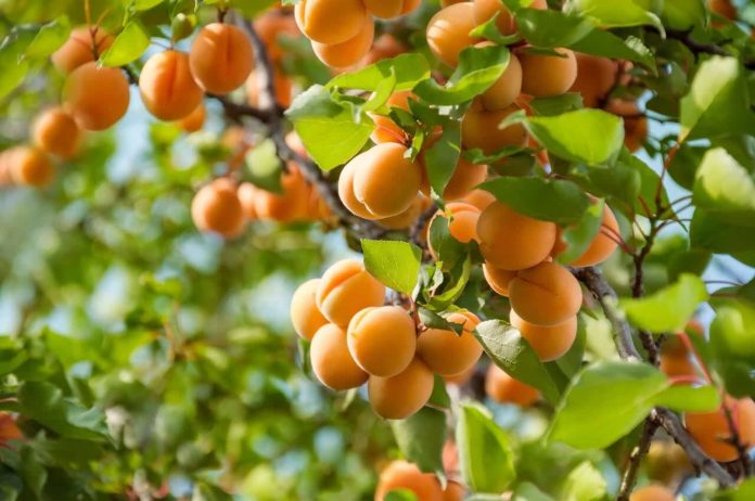 برداشت بیش از ۲۷ هزار تُن زردآلو از باغات آذربایجان غربی