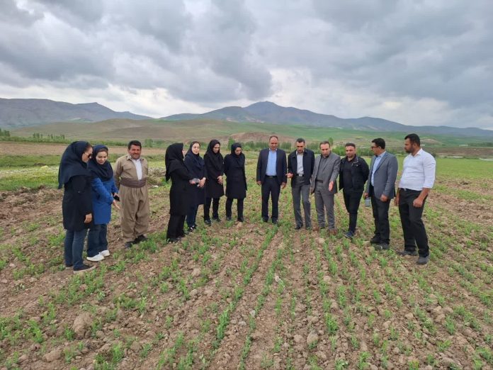 جهش تولید علوفه‌های دیم در آذربایجان غربی؛ بیش از ۱۹ هزار هکتار زیر کشت رفت