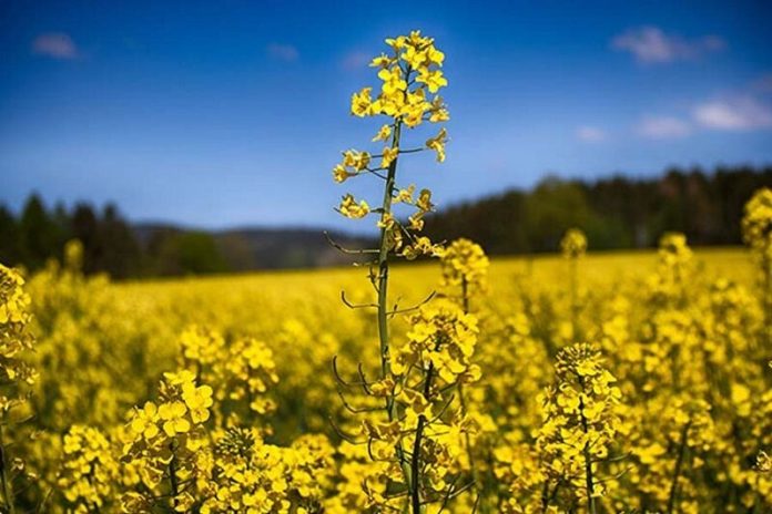 آغاز کشت پاییزه در آذربایجان‌غربی با کاشت کلزا