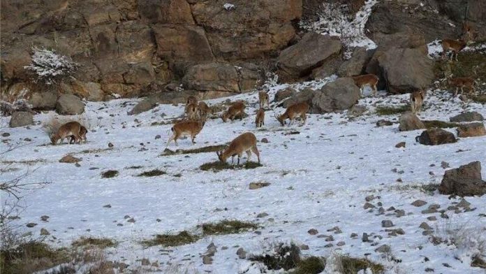 ‍ سرما و کمبود منابع غذایی، احتمال حضور حیات‌وحش در مناطق مسکونی را افزایش می‌دهد