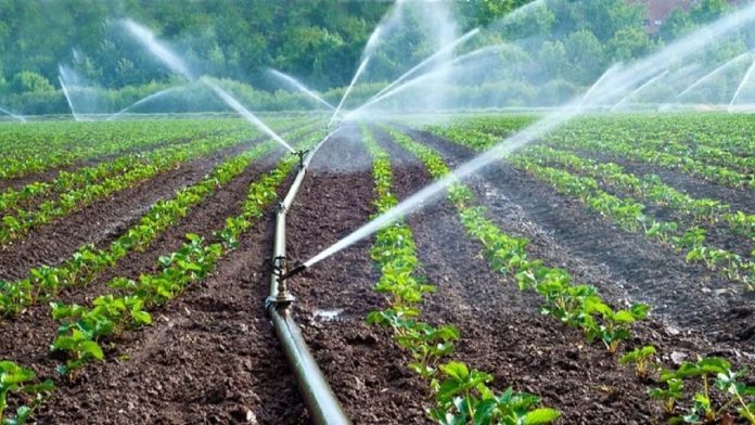 اجرای آبیاری نوین در بیش از ۸۰ درصد مزارع سیب‌زمینی آذربایجان‌غربی