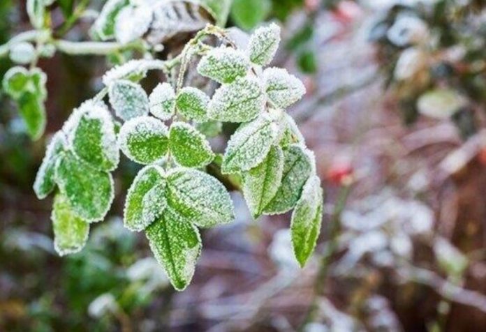 کاهش چشمگیر خسارات سرمازدگی در باغات آذربایجان‌غربی با اطلاع‌رسانی هدفمند و ترویج فناوری های نوین